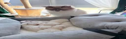 Ragdoll cats for sale: Ragdoll kittens 2 girls 1 boy - Advert 9