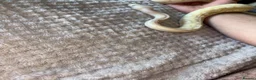 Python Snake reptiles for sale: Female ball python  - Advert 5