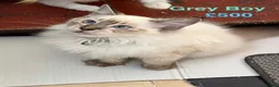 Ragdoll cats for sale: 💖Fabulous Pure Ragdoll Kittens Waiting for Love❤️ - Advert 17