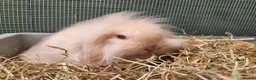 Mini Lion Lop rabbits for sale: Adorable Mini Lion Lops - READY JULY 1ST - Advert 7