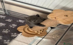 British Shorthair cats for sale: Champion bloodline British short gccf registerd  - Image 4
