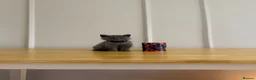 British Shorthair cats for sale: GCCF Pedigree British Shorthair Kittens -blue/grey - Advert 6