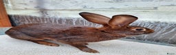 Belgian Hares rabbits for sale: CURRENTLY RESERVED - BRC Belgian Hare buck - Advert 2