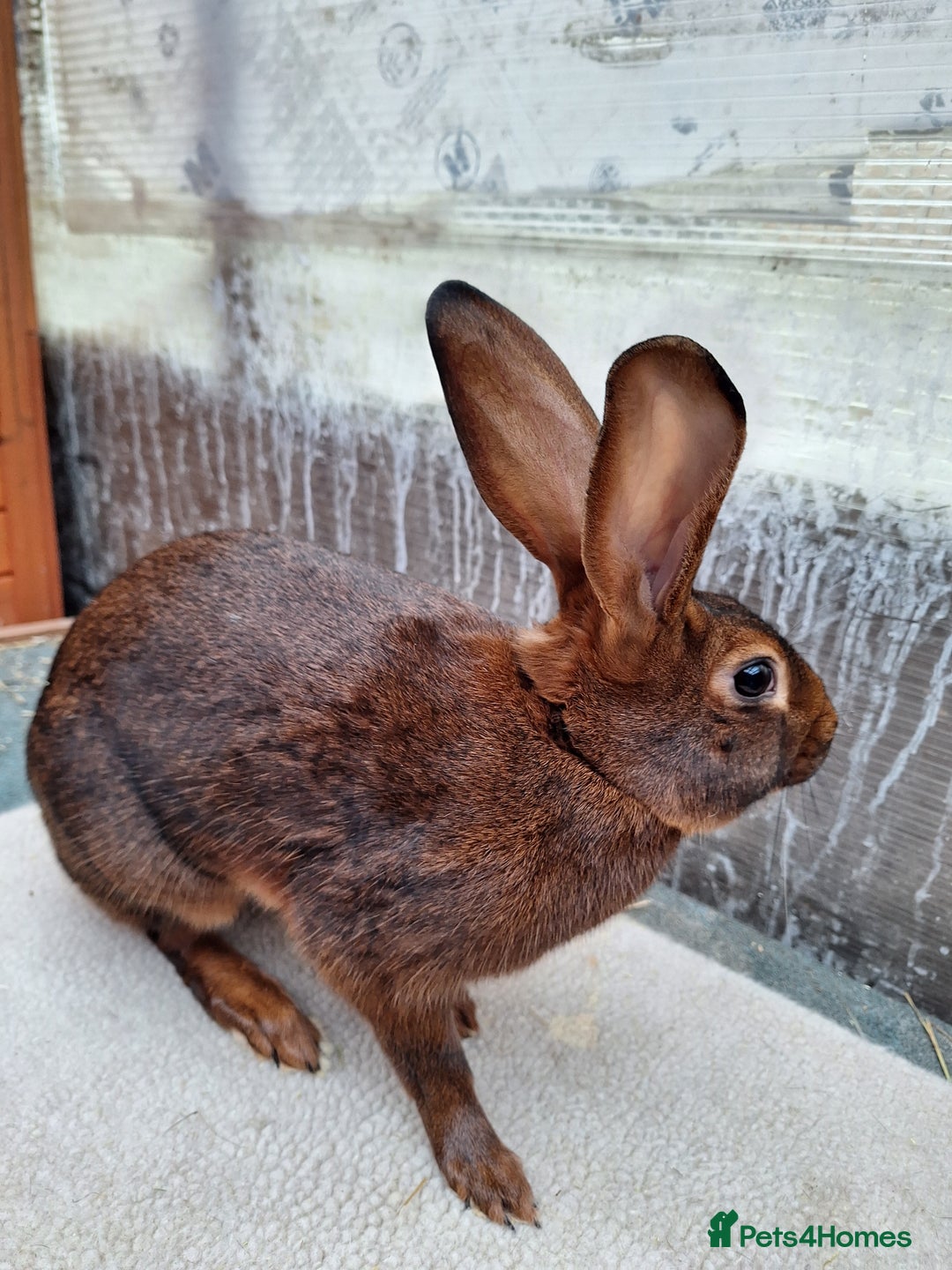 Belgian Hares rabbits for sale: CURRENTLY RESERVED - BRC Belgian Hare buck - Advert 2
