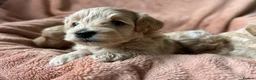Maltipoo dogs for sale: Fully health tested confident happy maltipoo pups - Advert 17