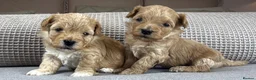 Maltipoo dogs for sale: SEE ALL OUR PUPPIES ON INSTA. OAKWELL RETRIEVERS  - Advert 7