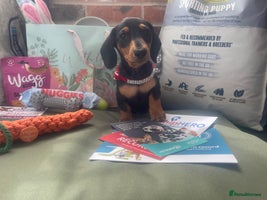 Miniature Dachshund dogs - Advert 2