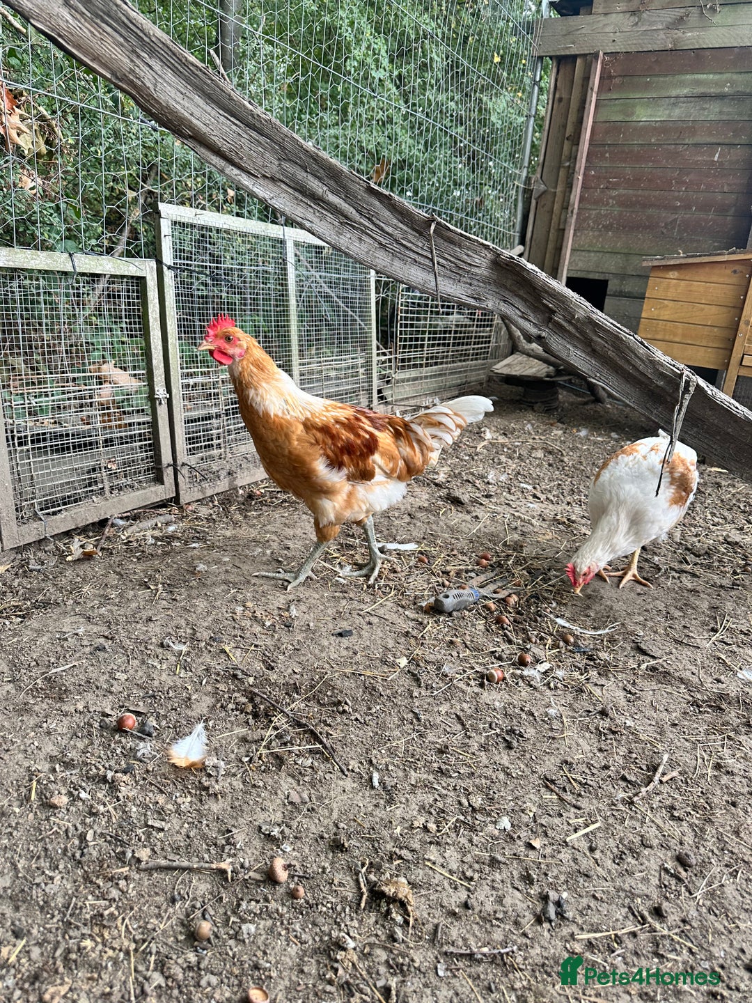 Chickens poultry for sale: 3 cockerels needing new home approx 5 months old  - Image 2