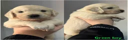 Golden Retriever dogs for sale: Beautiful Golden retriever Pups Showline KC Reg - Advert 10