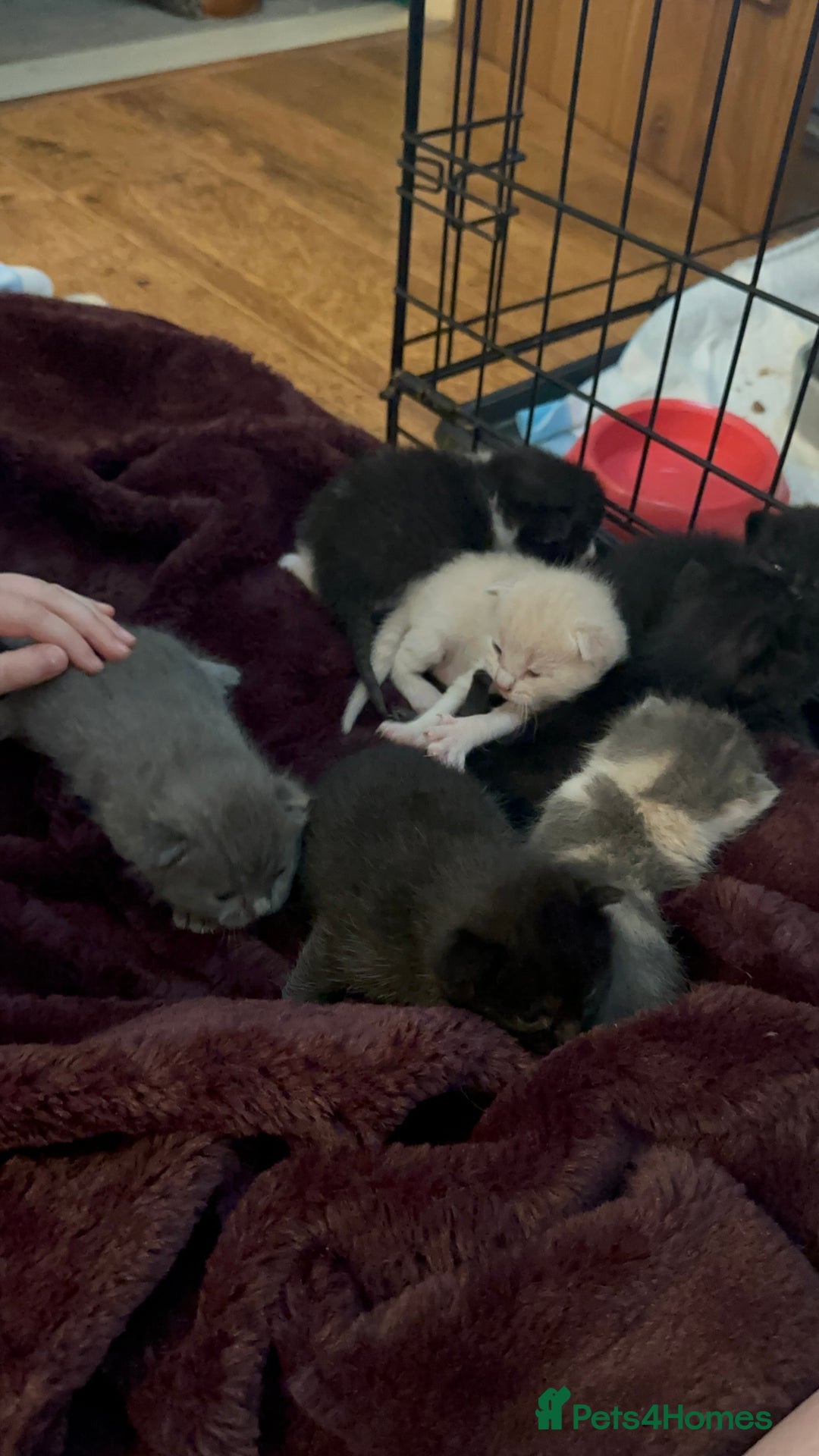 British Shorthair cats for sale: British shorthair x Ragdoll kittens. Mixed prices - Image 7