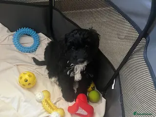 Cockapoo dogs F1 cockapoo puppies PRA clear - Advert 9