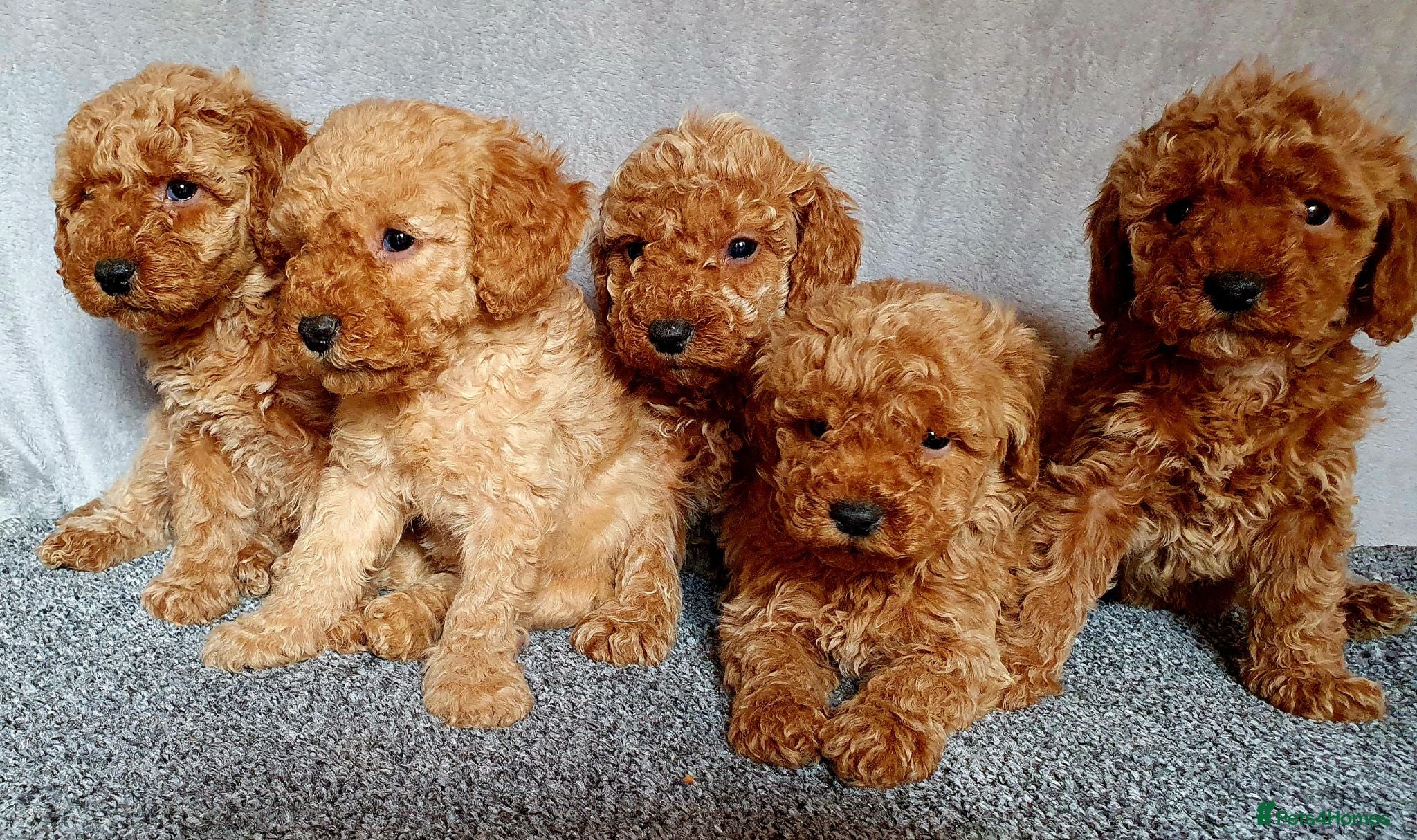 Miniature Poodle dogs Miniature poodle  - Advert 1
