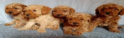 Miniature Poodle dogs for sale: Miniature poodle  - Advert 1
