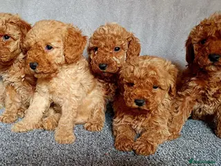 Miniature Poodle dogs Miniature poodle - Advert 1