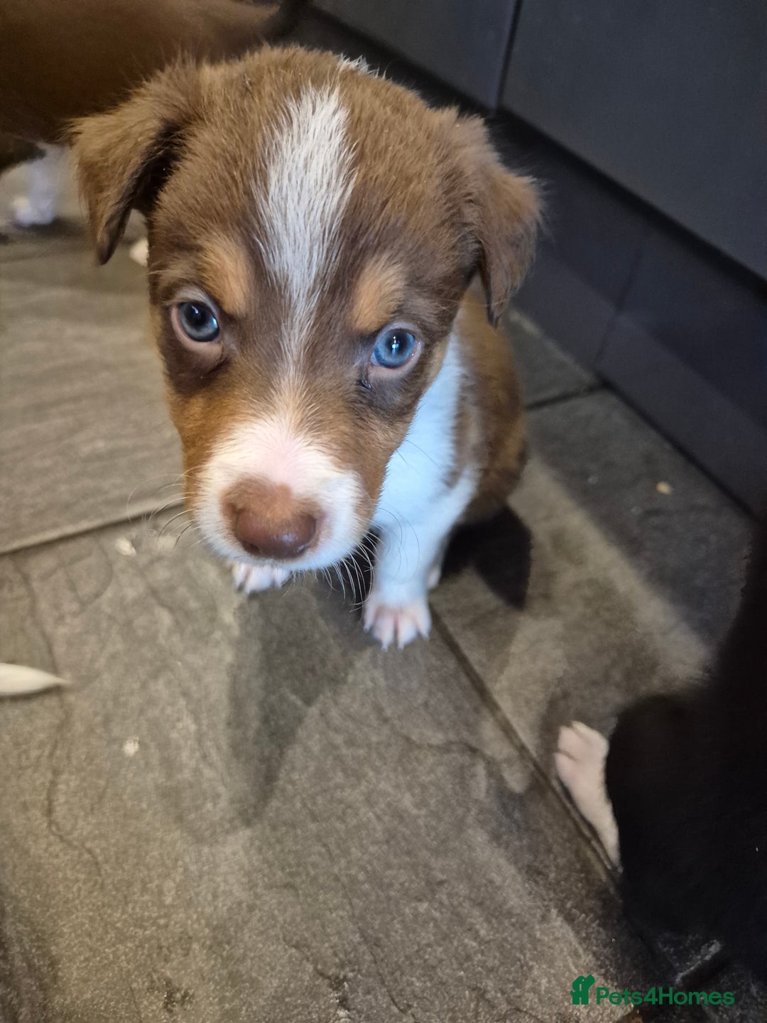 Border Collie dogs for sale: Border collie puppies ready 15th december - Advert 3