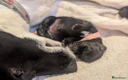 Mixed Breed dogs for sale: Doxie-Dales  - Image 9