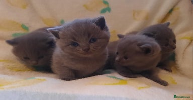 British Shorthair cats Hurry only one boy left Little british shorthair  - Advert 6