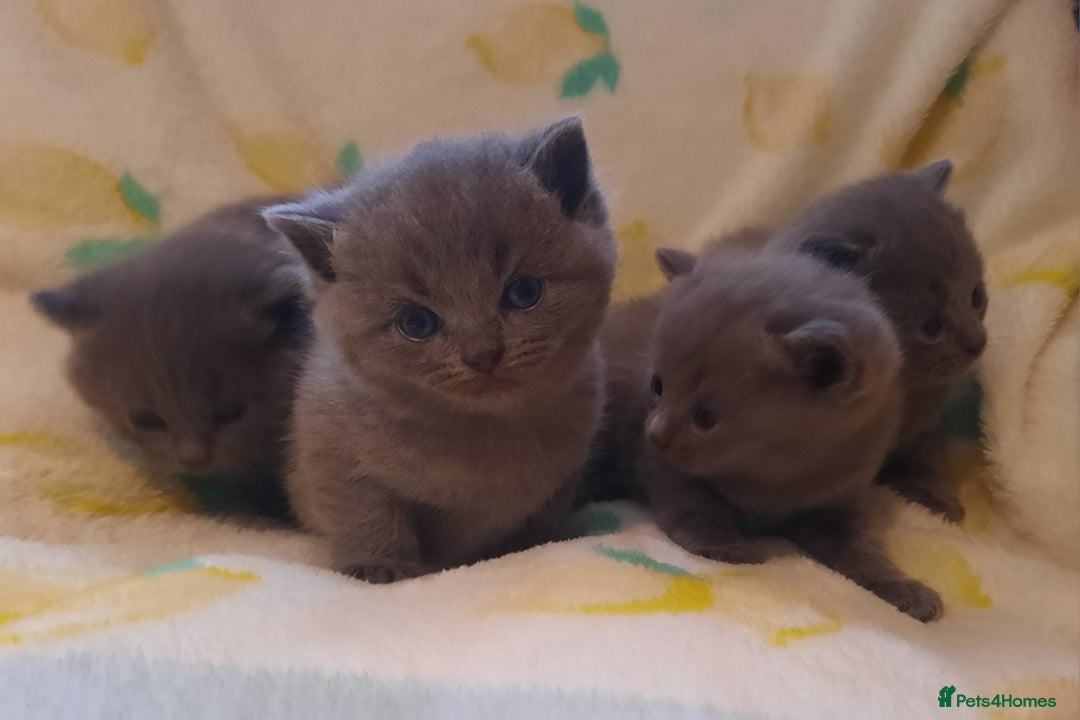 British Shorthair cats for sale: Little british shorthair kittens  - Image 10