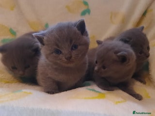 British Shorthair cats - Advert 20