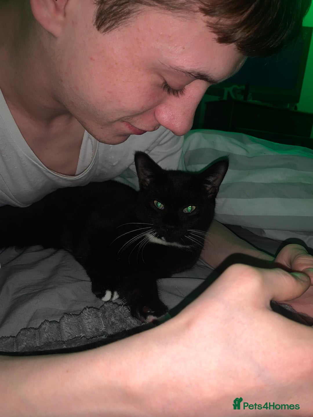 Mixed Breed cats for sale: Black and white cat boy cat tree goes with him - Image 2