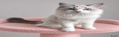 Ragdoll 4