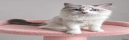 Ragdoll cats for sale: Beautiful TICA Registered Ragdoll Kittens - Advert 4