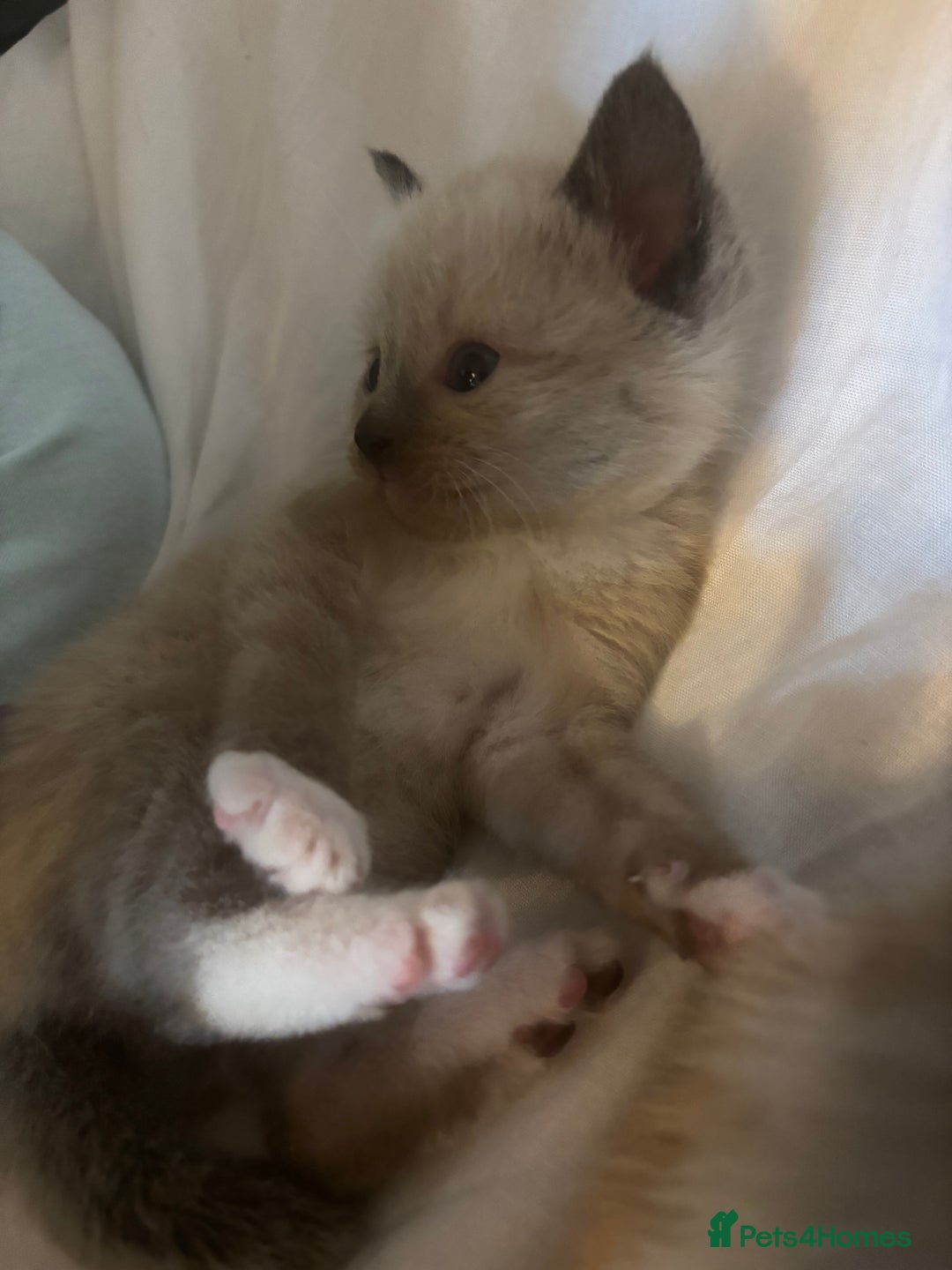 Ragamese cats for sale: ragamese kittens - Image 2