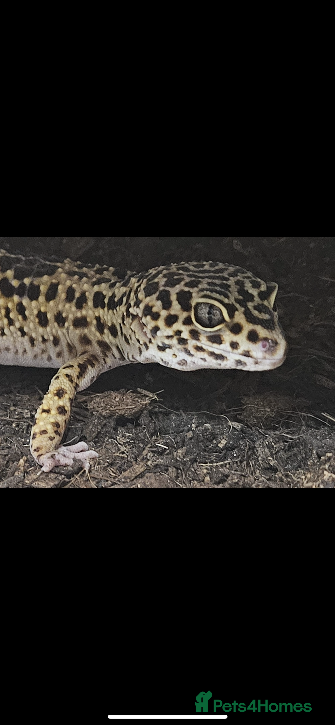 Gecko reptiles for sale: Leopard Gecko and Full enclosure ‼️ - Advert 1