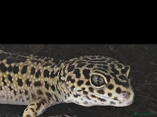 Gecko reptiles Leopard Gecko and Full enclosure ‼️ - Advert 1