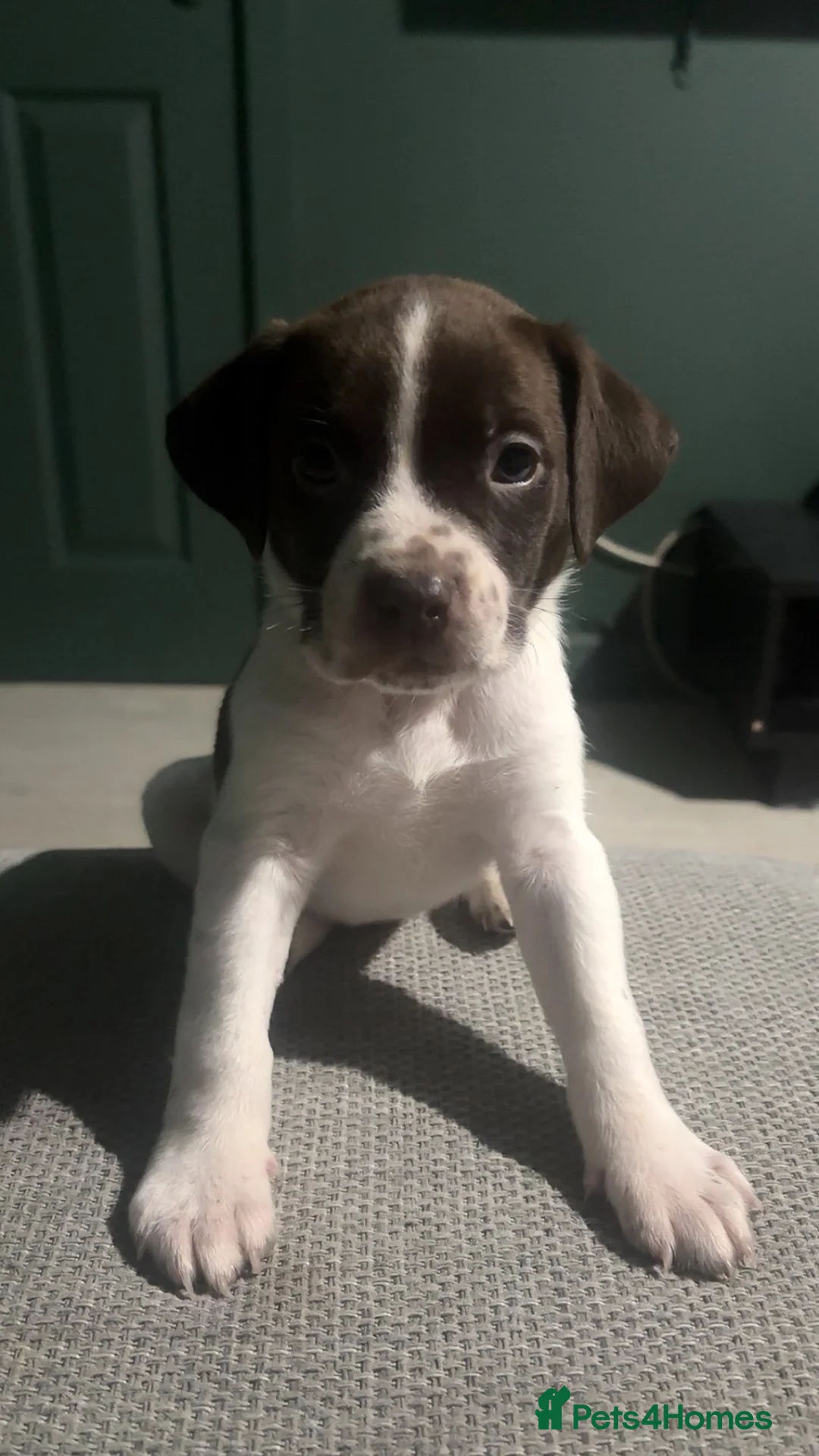 Mixed Breed dogs for sale: ‼️American bully x springer spaniel puppies ‼️  - Advert 17