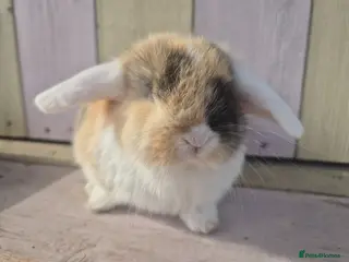 Mini Lop rabbits 🧡Absolutely gorgeous mini lop babies 🧡 - Advert 7