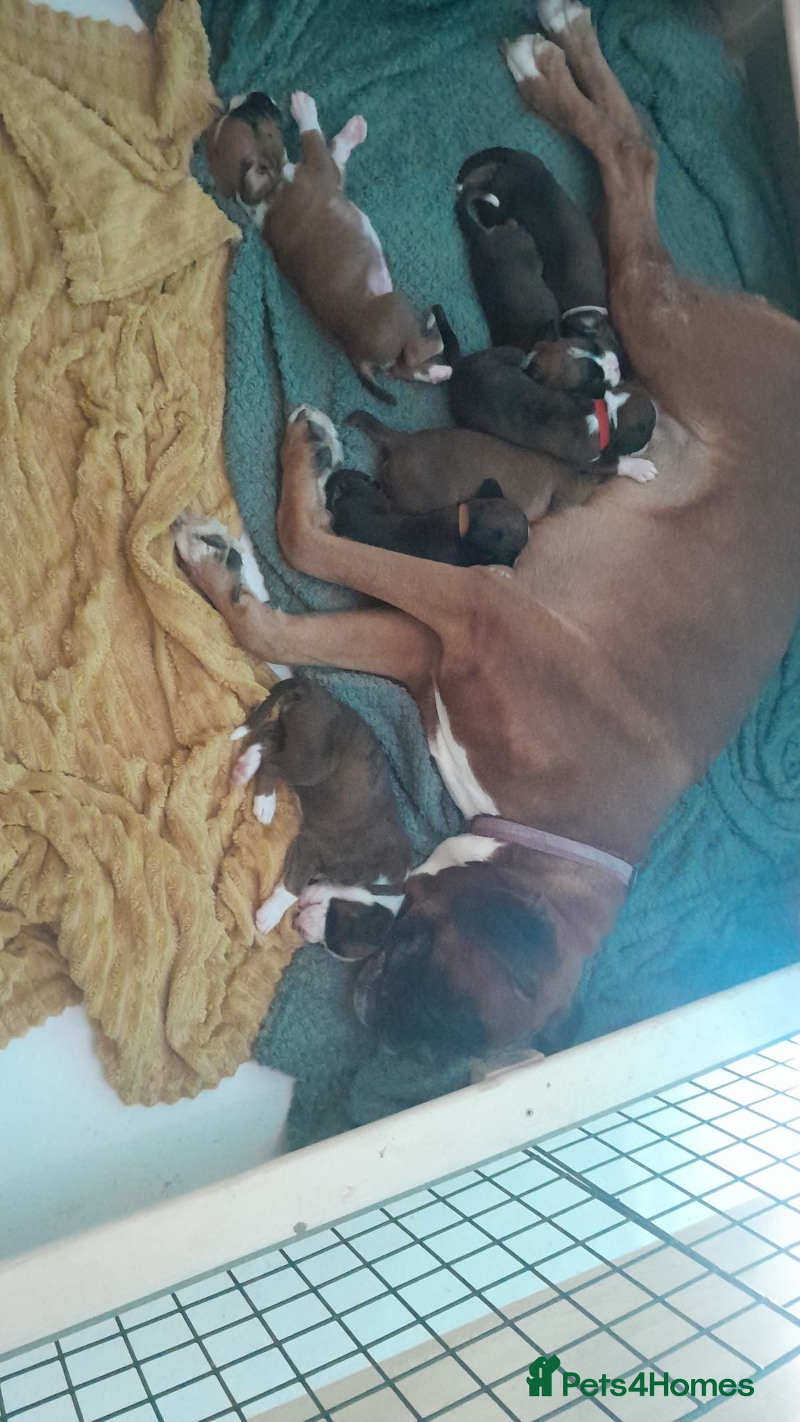 Boxer dogs Boxer puppies  - Advert 6