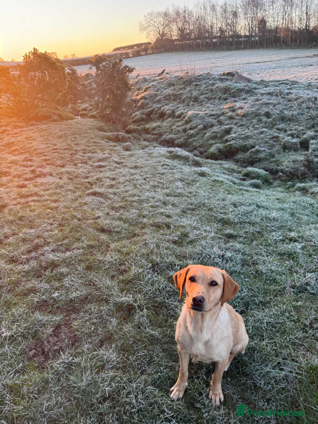 Labrador Retriever dogs for sale: Gorgeous KC Labrador puppies  - Image 17