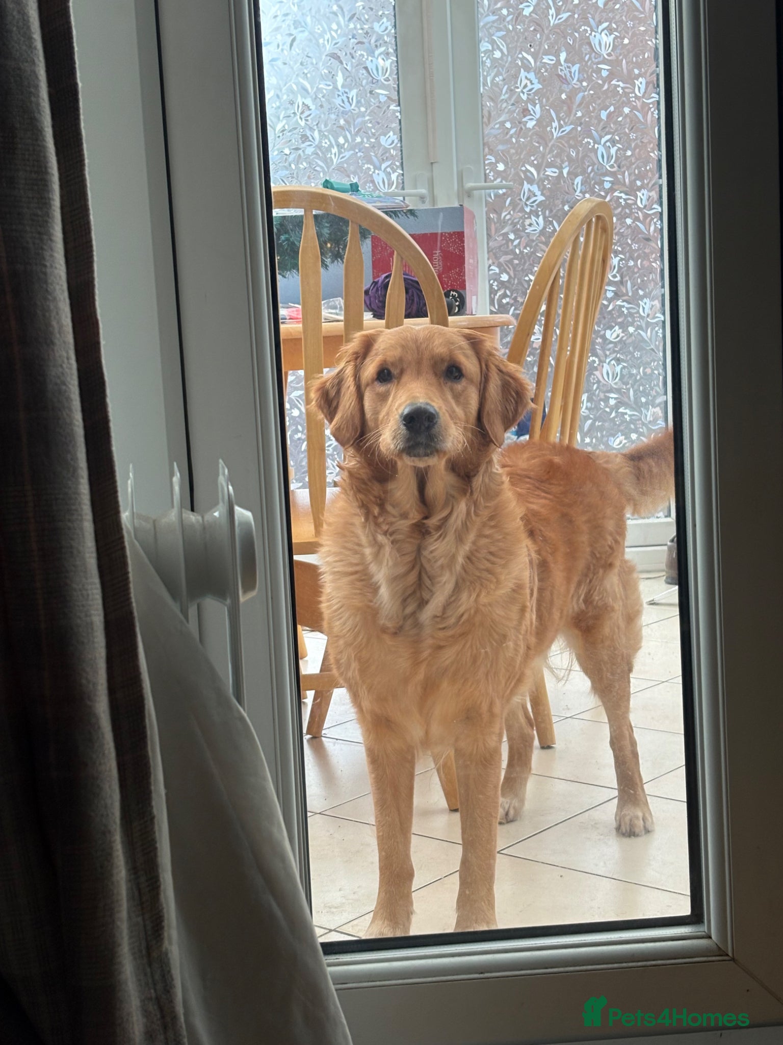 Golden Retriever dogs FOX RED GOLDENS DUE MAY 1st - Advert 15