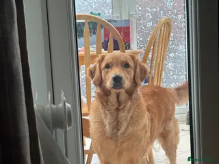 Golden Retriever dogs FOX RED GOLDENS DUE MAY 1st - Advert 15