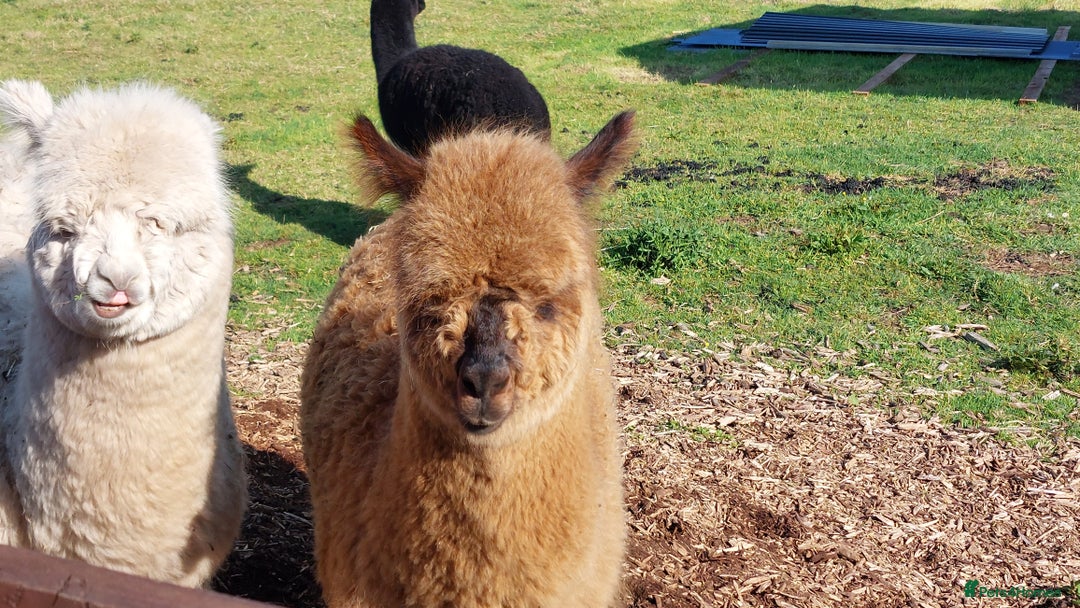 Alpaca livestock for sale: Alpacas 1 Male and 2 Female - Image 6