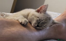 Bengal cats for sale: 14 week old female kitten looking for new home - Image 1