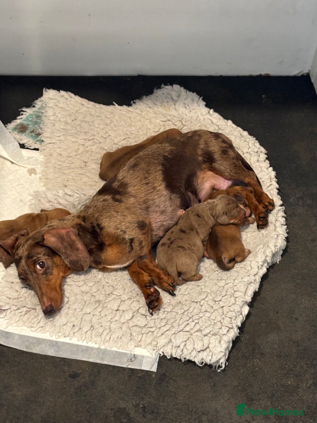 Miniature Dachshund dogs for sale: Beautiful Dachshunds puppies  - Image 12