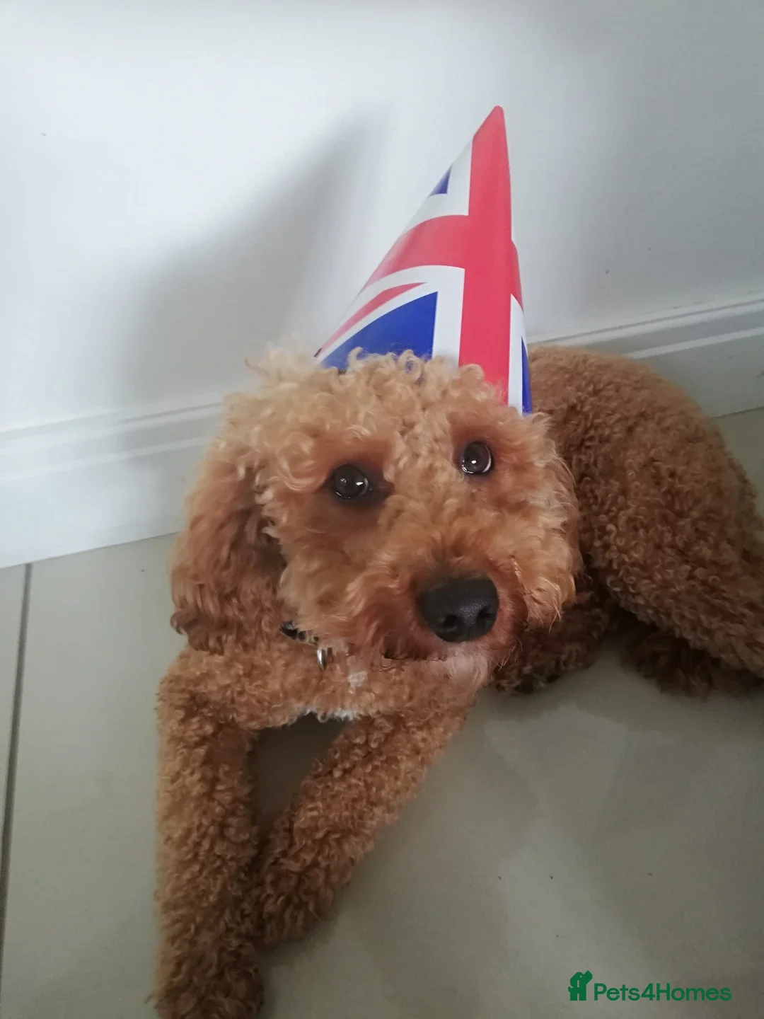 Miniature Poodle dogs for stud: Our Very handsome, charming Red Miniature Poodle  in Warrington - Advert 7