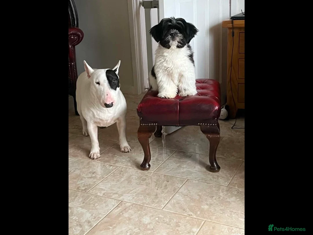 English Bull Terrier dogs for sale: 5 year old girl available. - Advert 8