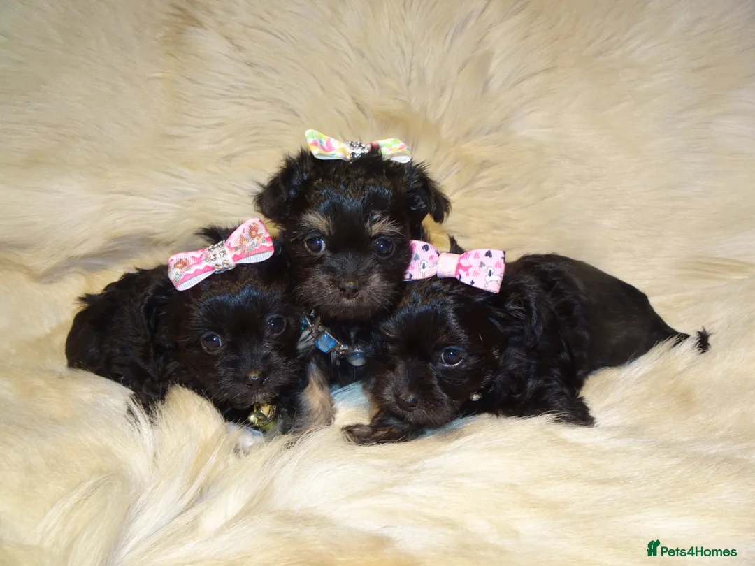 Mixed Breed dogs for sale: XXXXS Gorgeous Maltese X Chihuahua Malchi Puppies  - Advert 5
