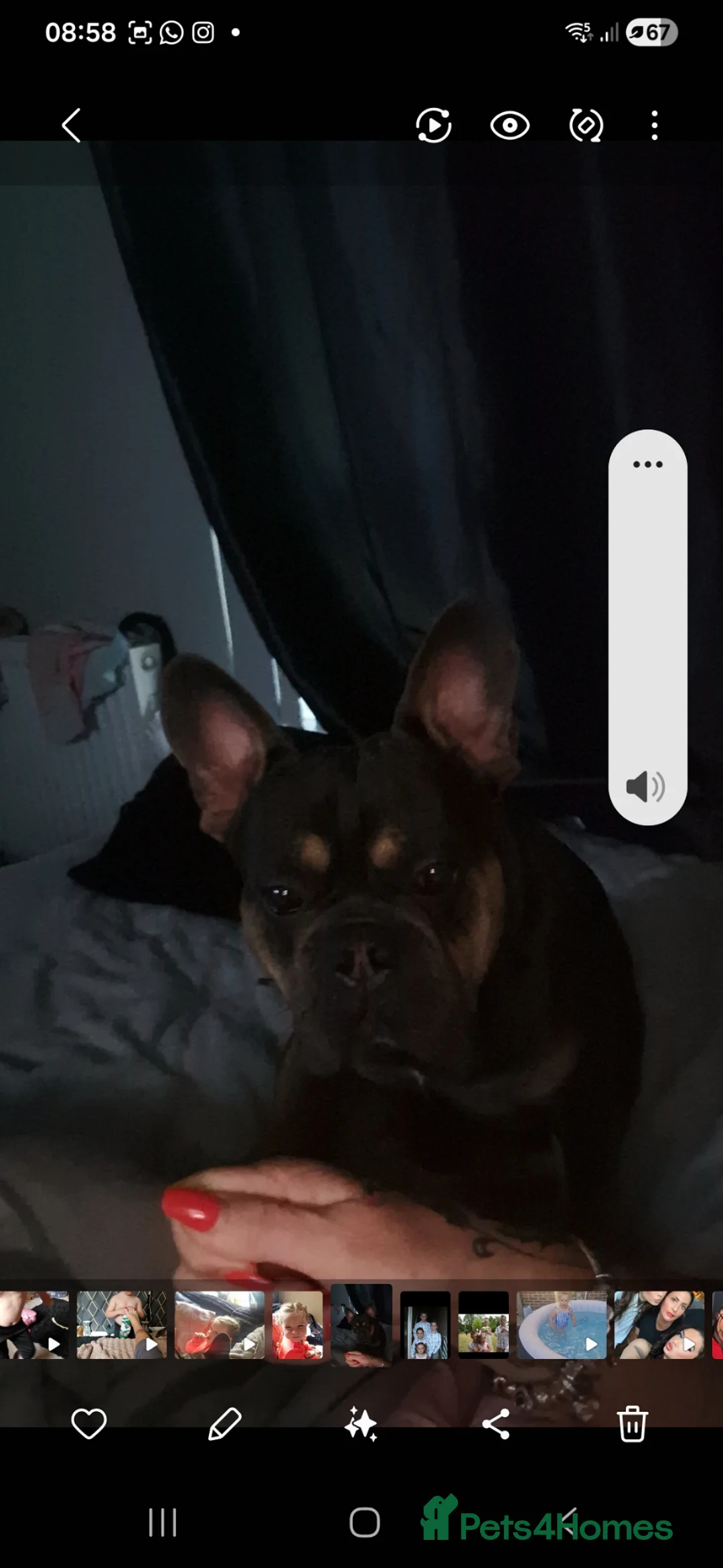 French Bulldog dogs for sale: Vader frenchbull dog  in Portsmouth - Advert 1