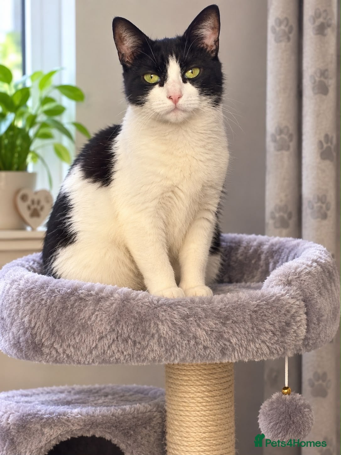Domestic Shorthair cats Keira - Adopt Cats in Crisis East London - Advert 8