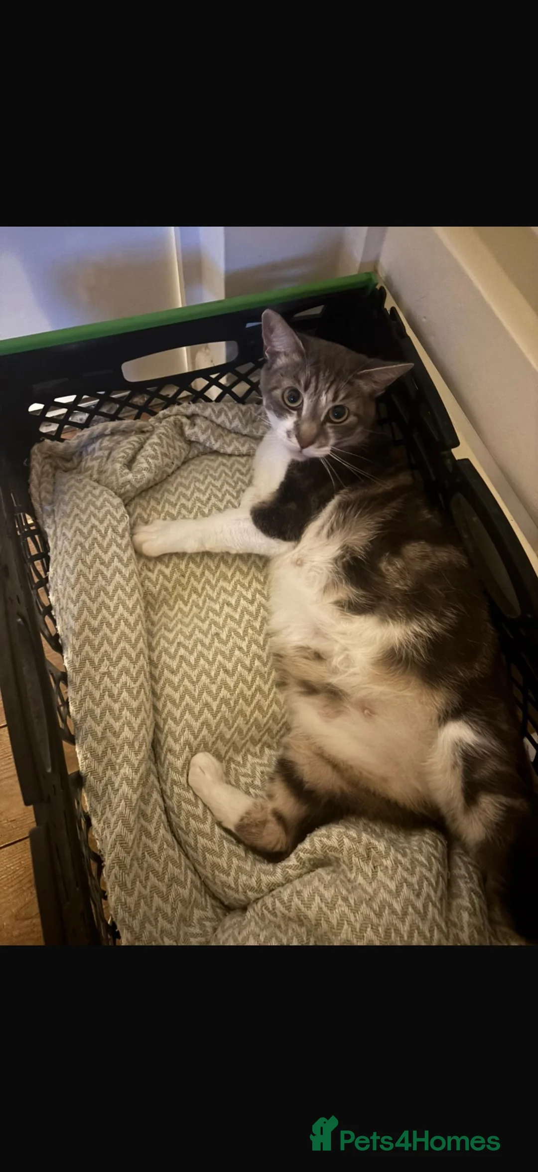 Domestic Shorthair cats for sale: Kittens for sale🩷 in Solihull - Advert 2