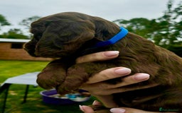 Cocker Spaniel dogs for sale: Cocker Spaniel Purebred Puppies Bitches available - Image 32