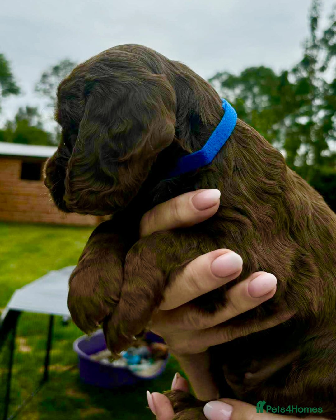 Cocker Spaniel dogs for sale: Cocker Spaniel Purebred Puppies Bitches available - Image 32