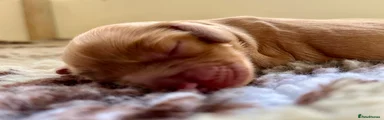 Cocker Spaniel 1