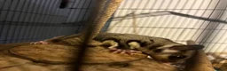Sugar Glider rodents for sale: Young sugar glider pair  - Advert 2