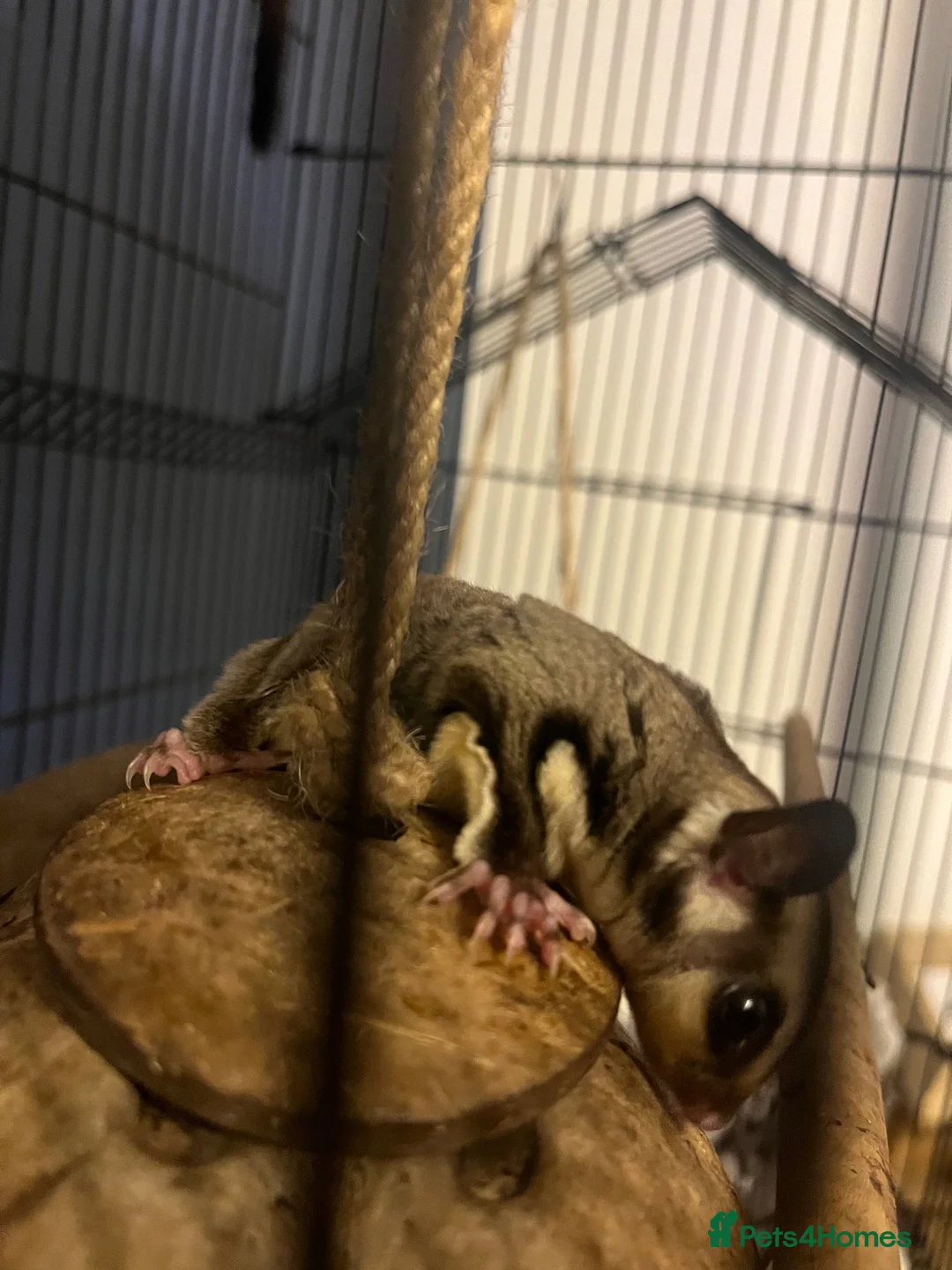 Sugar Glider rodents for sale: Young sugar glider pair  - Advert 2