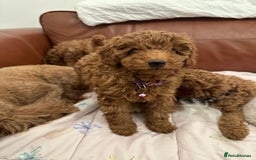 Miniature Poodle dogs for sale: Puppies-miniature poodle - Advert 5